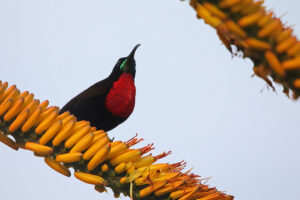 Scarlet Chested Sunbird