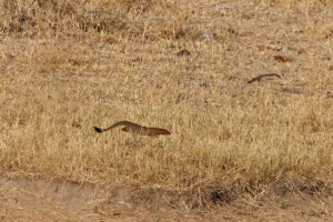 Slender Mongoose