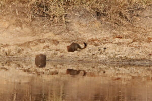 Slender Mongoose