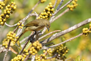 Sombre Greenbul