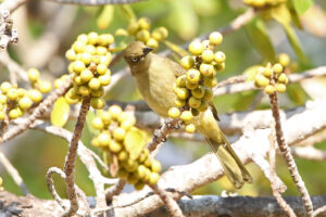 Sombre Greenbul