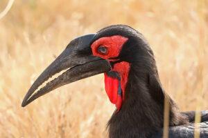 Southern Ground Hornbill