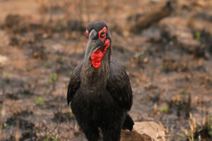 Southern Ground Hornbill