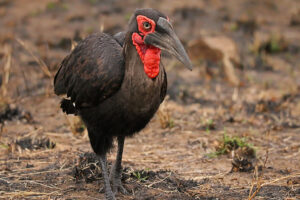 Southern Ground Hornbill