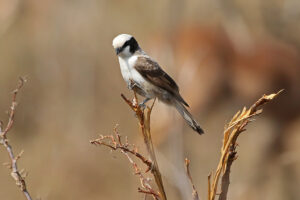 Southern White Crowned Shrike