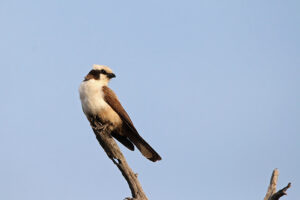 Southern White Crowned Shrike