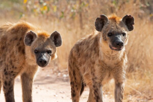 Spotted Hyena