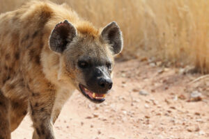 Spotted Hyena