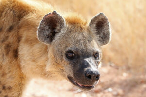 Spotted Hyena