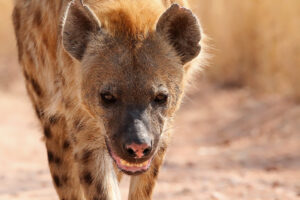 Spotted Hyena