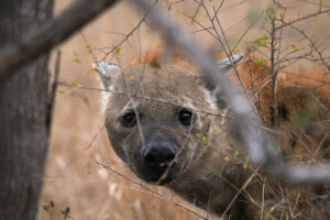 Spotted Hyena