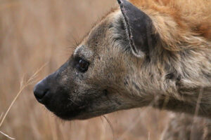 Spotted Hyena