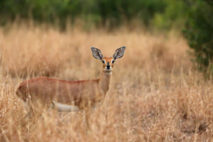 Steenbokkie