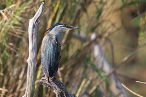 Striated Heron