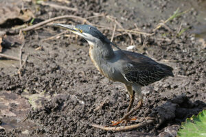 Striated Heron