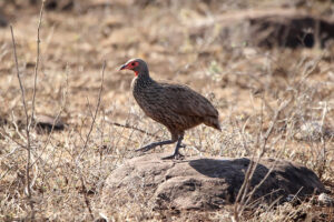 Swainsons Spurfowl