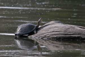 Terrapin