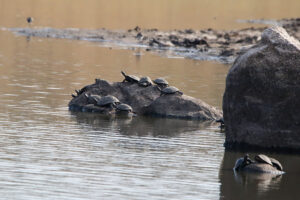 Terrapin