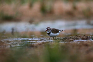 Three Banded plover