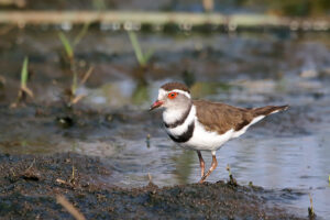 Three Banded plover