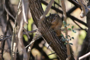 Tree Squirrel