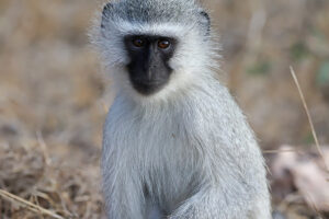 Vervet Monkey