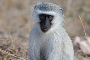 Vervet Monkey