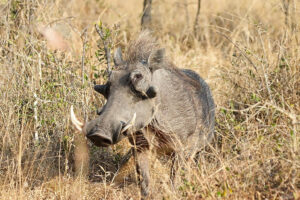 Warthog