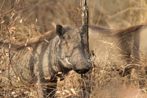 Warthog