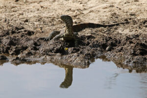 Water Monitor