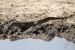 Water Monitor