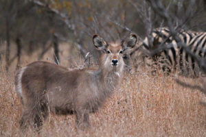 Waterbuck