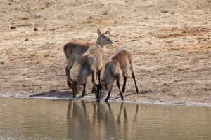 Waterbuck