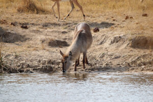 Waterbuck