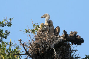 White Bacaked Vulture