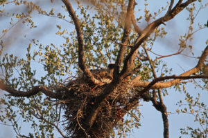 White Bacaked Vulture