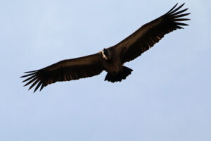 White Backed vulture