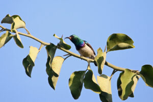 White Bellied Sunbird