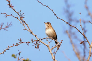 White Browed Scrub Robin