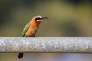 White Fronted Bee Eater