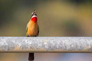 White Fronted Bee Eater