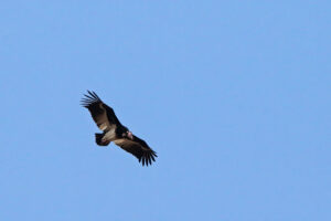 White Headed Vulture