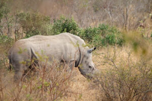 White Rhino