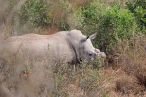 White Rhino