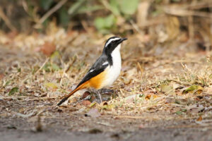 White Throated Robin Chat
