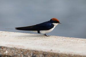 Wire Tailed Swallow