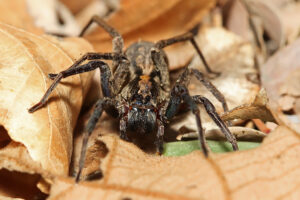 Wolf Spider