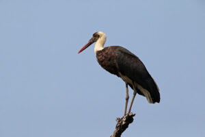 Wooly Necked Stork