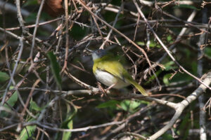 Yellow Breasted Apalis