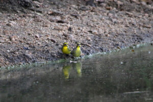 Yellow Fronted Canary